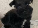 Schnauzer puppies available for adoption