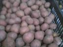 Fabiola seed size potatoes for sale