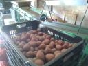 Fabiola seed size potatoes for sale