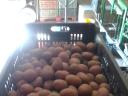 Fabiola seed size potatoes for sale