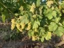 Ottonel Muskotály grapes for sale in the wine region of Eger, Szomolya