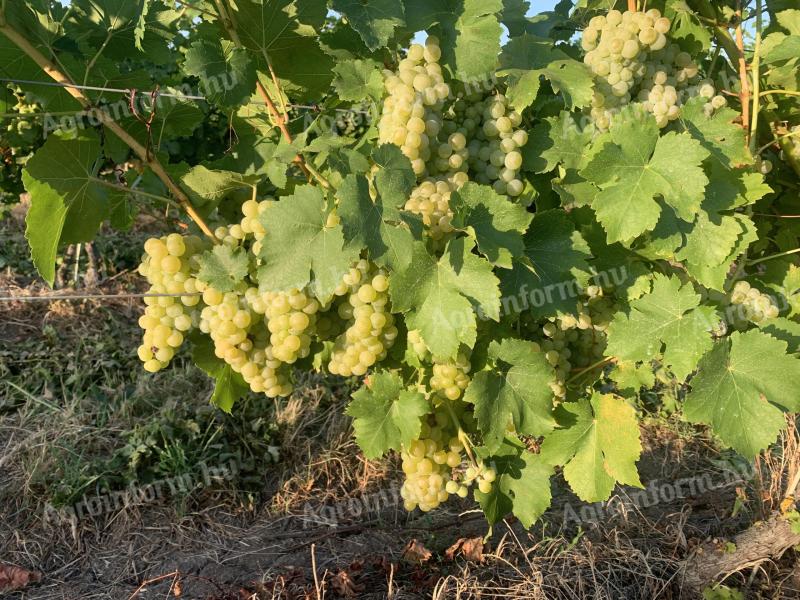 Ottonel Muskotály grapes for sale in the wine region of Eger, Szomolya