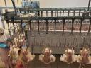 Working chicken slaughterhouse for sale in Bács-Kiskun county