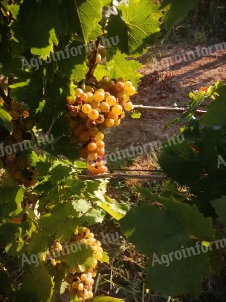 Yellow muscatel grapes