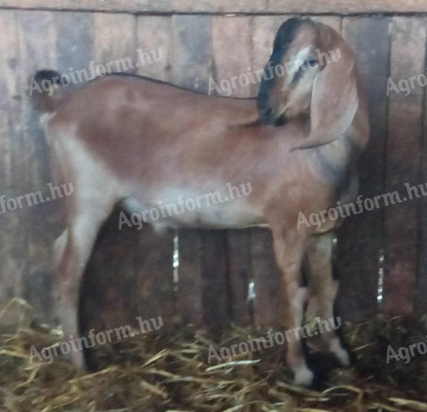 Nubian kid goat for sale