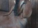 Nubian kid goat for sale