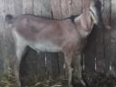 Nubian kid goat for sale