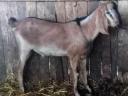 Nubian kid goat for sale