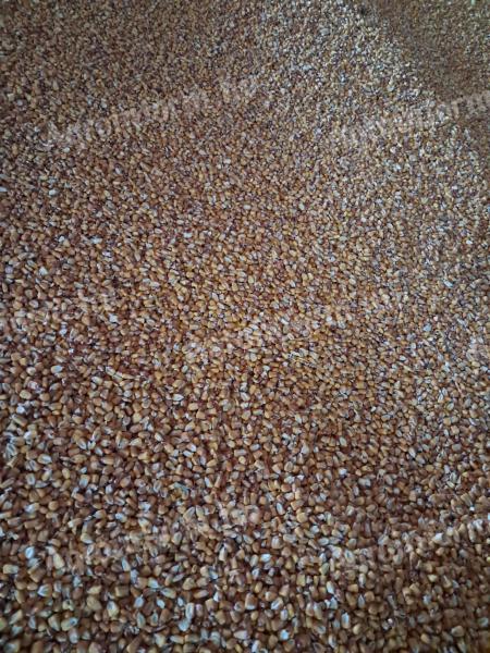 Dry maize for sale