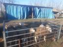 Berrichon du Cher pedigree rams for sale