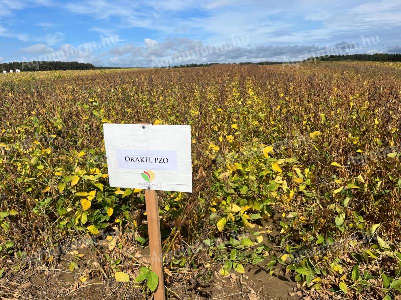 Orakel PZO-Sojabohnensamen, G-Seed-Samen, ausgezeichnete Genetik zu einem erschwinglichen Preis