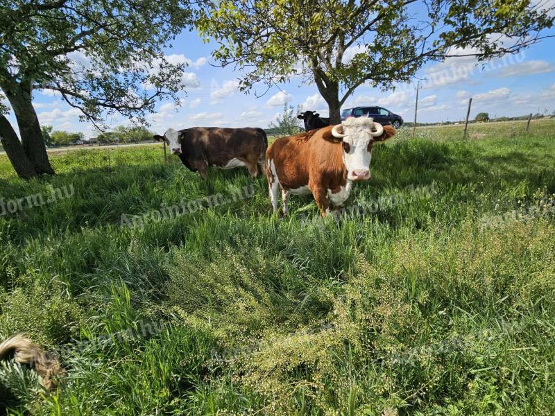 Dairy herd