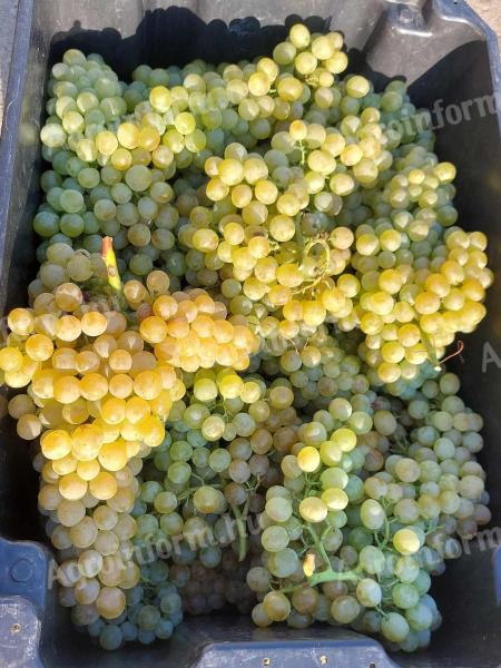 Muscatel grape mash for sale in Pölöskei