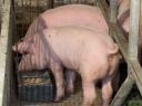 Piglets for sale from breeder