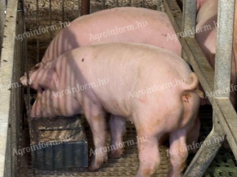 Piglets for sale from breeder