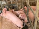 Piglets for sale from breeder