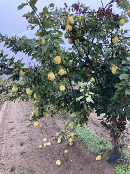 Quince on foot de vânzare