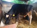 Friesian bulls for sale