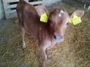 Jersey heifer