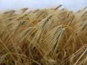 GK Foxy Barley seed