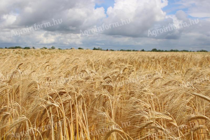 GK Arena | medium grain feed barley | two-row