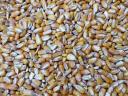 Feed maize for sale