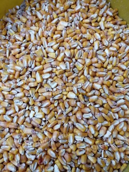 Feed maize for sale