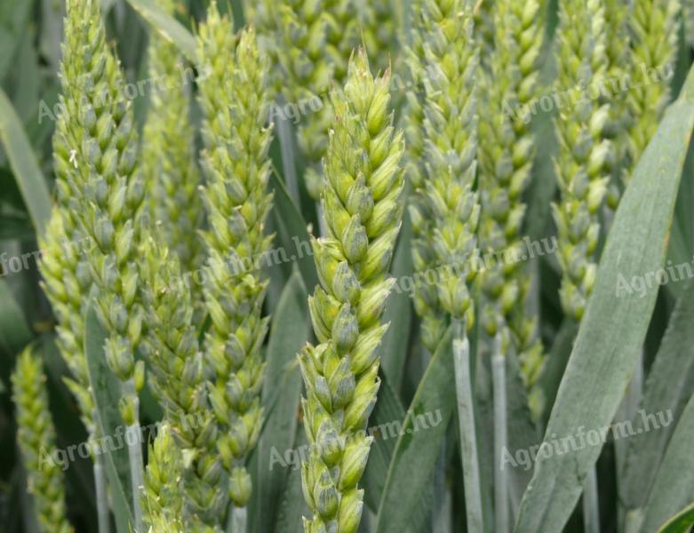 GK KÖRÖS | early maturing winter wheat | taro | B1-A2