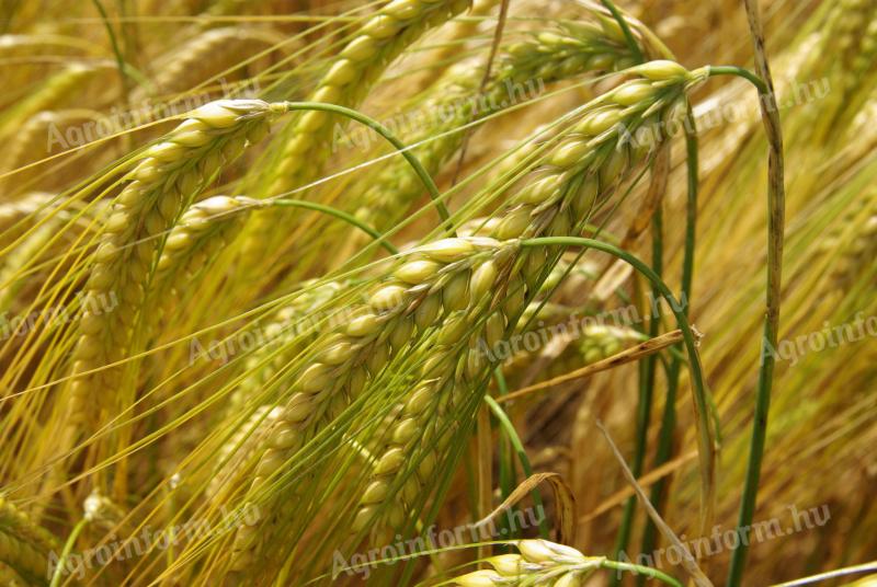 GK JUDY | medium winter barley | double row