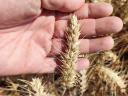 Sofru winter wheat seed from RWA, spiky winter wheat variety, medium-mature