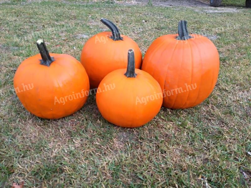 Halloween pumpkin for sale