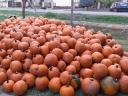 Halloween pumpkin for sale