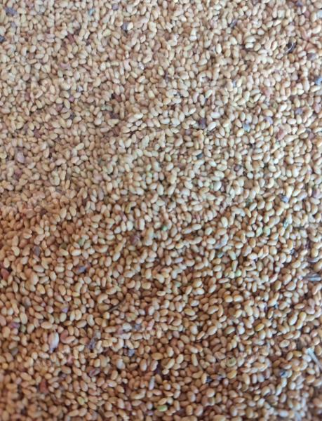 For sale 5 m of good quality cleaned lucerne kernels, Aranka threaded, from a farmer