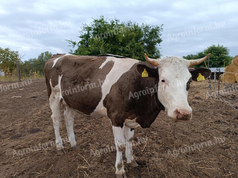 F1 Hungarian heifer for sale