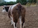 F1 Hungarian heifer for sale