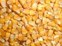 Grain maize for sale