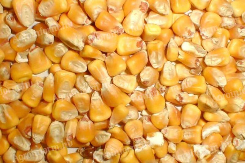 Grain maize for sale