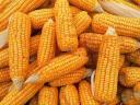 Hob maize for sale