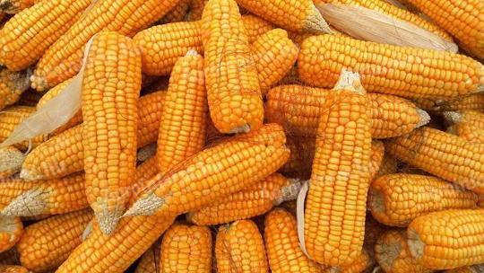 Hob maize for sale