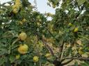 Obstgarten am Stadtrand von Gyöngyös zu verkaufen