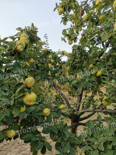 Orchard for sale outside Gyöngyös