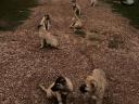 Kangal puppies