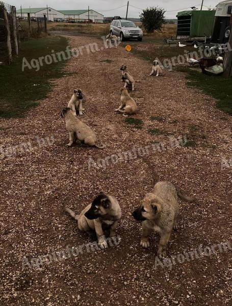 Kangal puppies