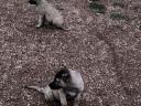 Kangal puppies