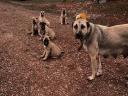 Kangal puppies