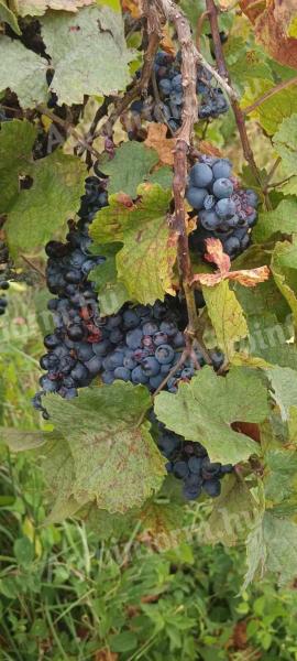 Zweigelt wine grapes for sale in Mogyoród