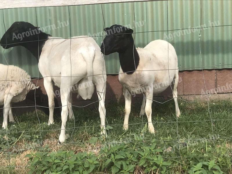 Fajta tiszta Dorper kosok eladók