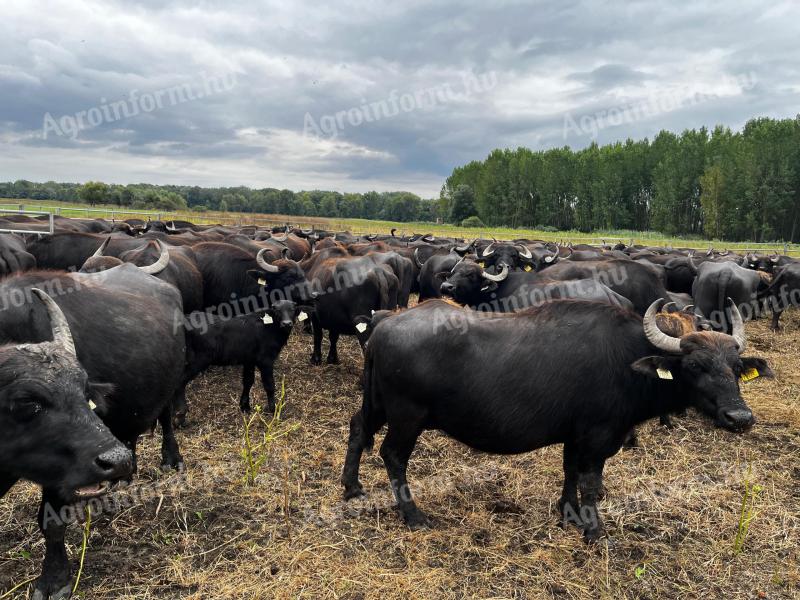 Buffalo tigri za prodajo