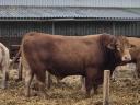 Limousin breeding bull for sale