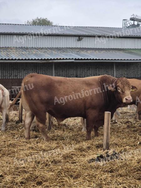 Limousin-Zuchtbulle zu verkaufen